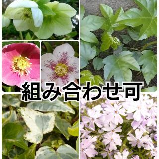 植物の苗、挿し穂　組み合わせ可能(その他)