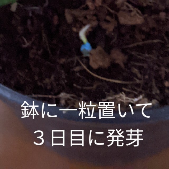 ダイカンドラ種子 ハンドメイドのフラワー/ガーデン(プランター)の商品写真