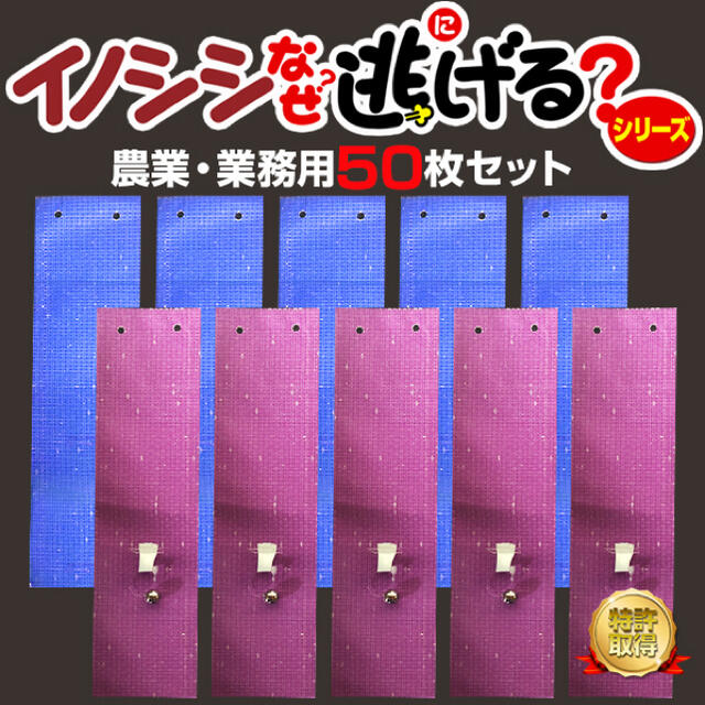 イノシシ撃退！イノシシなぜ逃げる 農業、業務用50枚セット