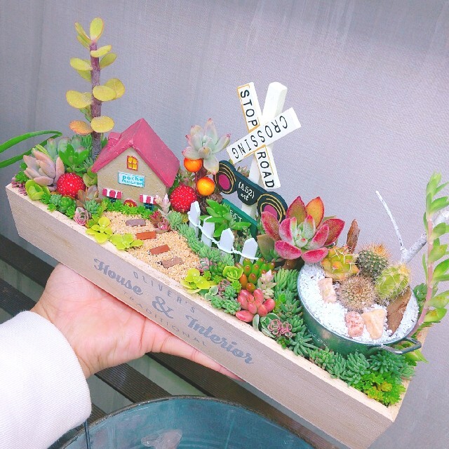 ちぃ様 専用  多肉植物 寄せ植え ハンドメイドのフラワー/ガーデン(その他)の商品写真