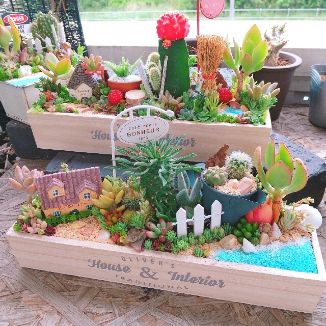 maru様 専用 多肉植物寄せ植え ハンドメイドのフラワー/ガーデン(その他)の商品写真