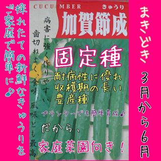 加賀節成きゅうり 固定種 野菜の種 水耕栽培 家庭菜園 プランター 種 種子(野菜)