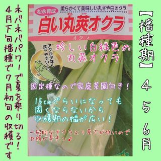 白い丸莢オクラ 固定種 野菜の種 水耕栽培 家庭菜園 種子 種 プランター 趣味(野菜)