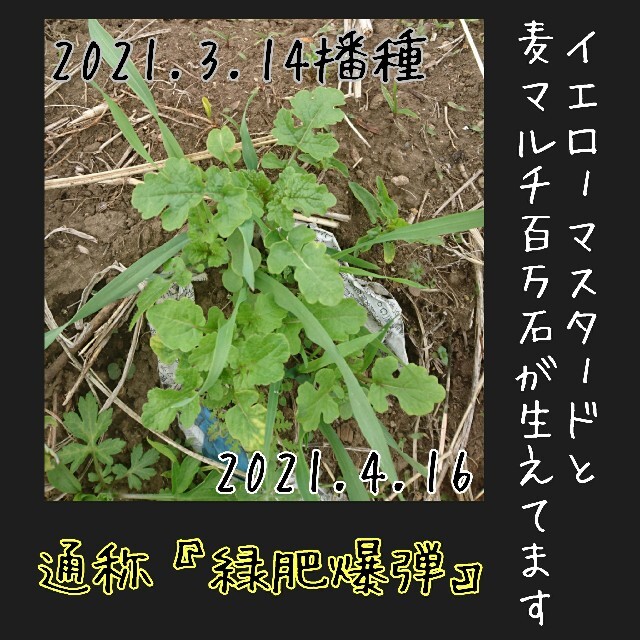 緑肥 固定種 野菜の種 ハーブの種 家庭菜園 有機種子 自然農 草マルチ 種子 食品/飲料/酒の食品(野菜)の商品写真