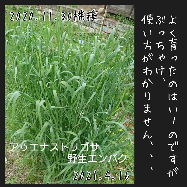 緑肥 固定種 野菜の種 ハーブの種 家庭菜園 有機種子 自然農 草マルチ 種子 食品/飲料/酒の食品(野菜)の商品写真