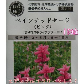 ペインテッドセージ エディブルフラワー 種子 固定種 家庭菜園 野菜の種 種(野菜)