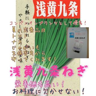 浅黄九条ねぎ 固定種 野菜の種 ハーブの種 水耕栽培 家庭菜園 種 種子 園芸(野菜)