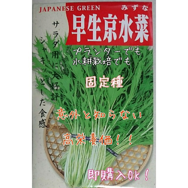 サラダ用早生京水菜 固定種 野菜の種 ハーブの種 水耕栽培 家庭菜園 種子 種 食品/飲料/酒の食品(野菜)の商品写真