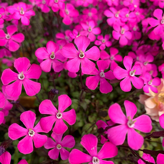 シレネ(ピンクパンサー) 種 200粒 ハンドメイドのフラワー/ガーデン(プランター)の商品写真