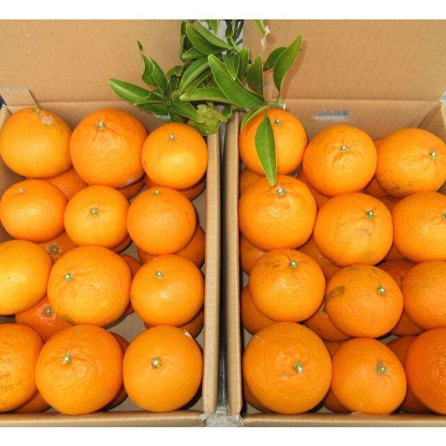 ご家庭用 清美タンゴールオレンジ🍊約4.5kg 訳あり不選別 防腐剤無し🉐 食品/飲料/酒の食品(フルーツ)の商品写真