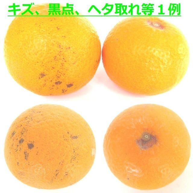 ご家庭用 清美タンゴールオレンジ🍊約4.5kg 訳あり不選別 防腐剤無し🉐 食品/飲料/酒の食品(フルーツ)の商品写真