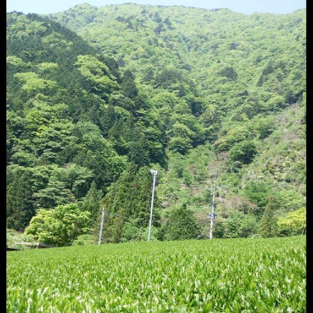 ☆★2021年 静岡の高級茶★☆農家直送100グラム×2袋♪ 食品/飲料/酒の飲料(茶)の商品写真