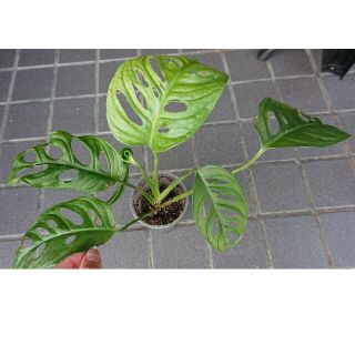 今週中に出品やめます🌱長い根があるマドカズラ🌱(その他)