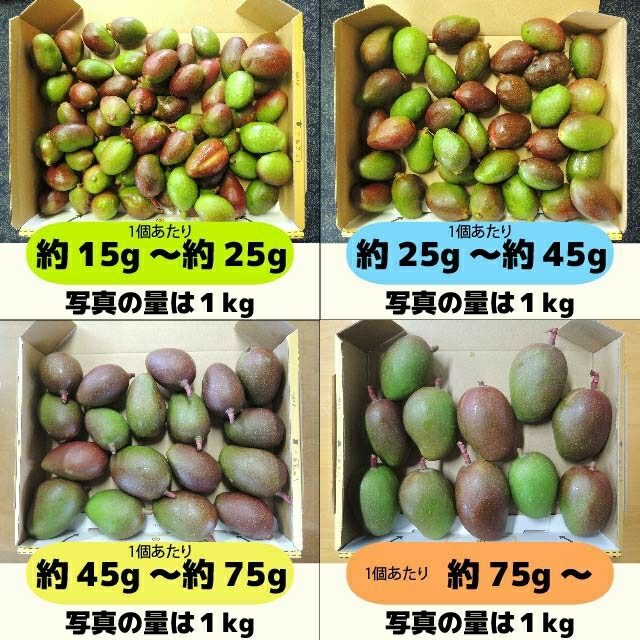 ［セール：橙］約9.5キロ　グリーンマンゴー 青マンゴー　加工用　マンゴー 食品/飲料/酒の食品(フルーツ)の商品写真