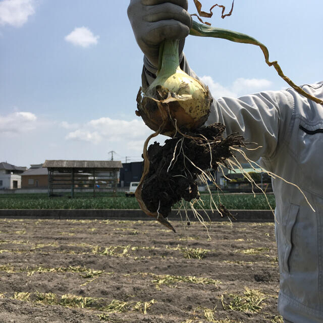 ★見つけたらラッキー★ 数量限定　淡路島産　新玉ねぎ　訳あり　5kg  食品/飲料/酒の食品(野菜)の商品写真