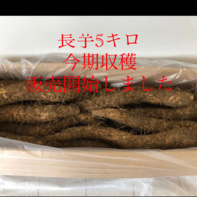 北海道産 長芋 5キロ 食品/飲料/酒の食品(野菜)の商品写真