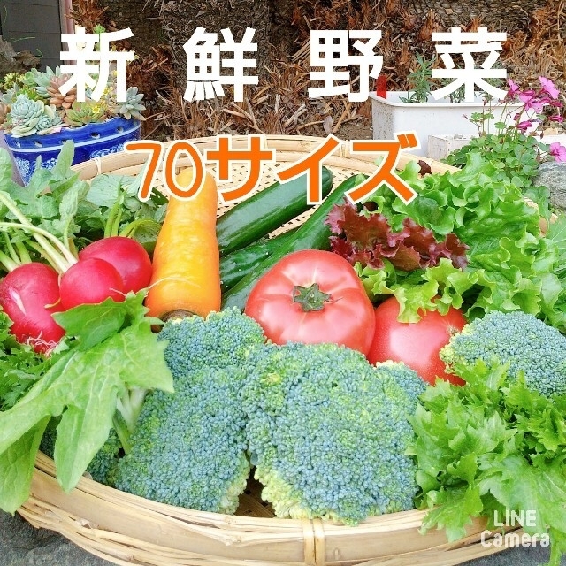 新鮮朝採り【畑〜直送便♪70サイズ】農薬不使用 食品/飲料/酒の食品(野菜)の商品写真