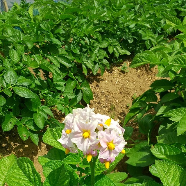 新鮮朝採り【畑〜直送便♪70サイズ】農薬不使用 食品/飲料/酒の食品(野菜)の商品写真