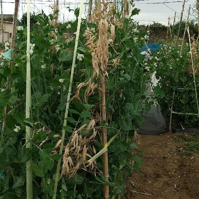 新鮮朝採り【畑〜直送便♪70サイズ】農薬不使用 食品/飲料/酒の食品(野菜)の商品写真