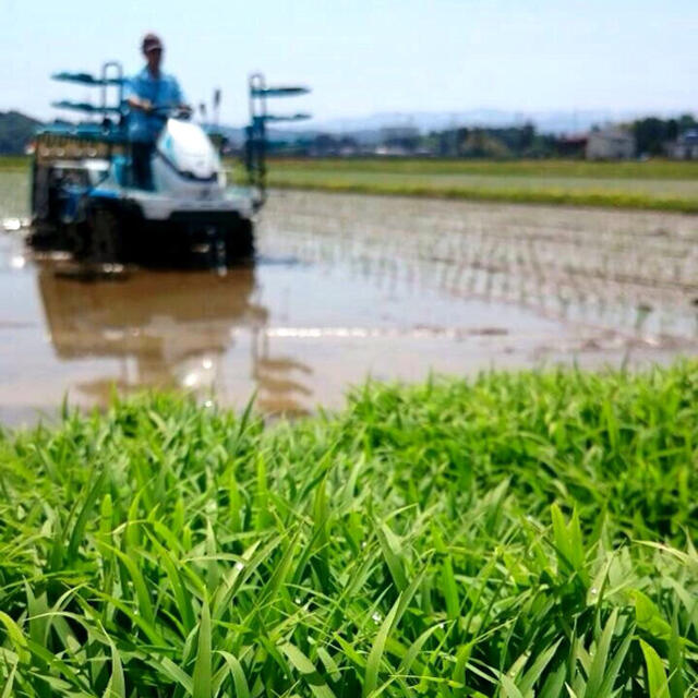 新米•令和2年産新潟コシヒカリ小分け3袋 農家直送 玄米25㌔か白米22.5㌔