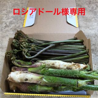 雪下天然うど、わらびセット(野菜)