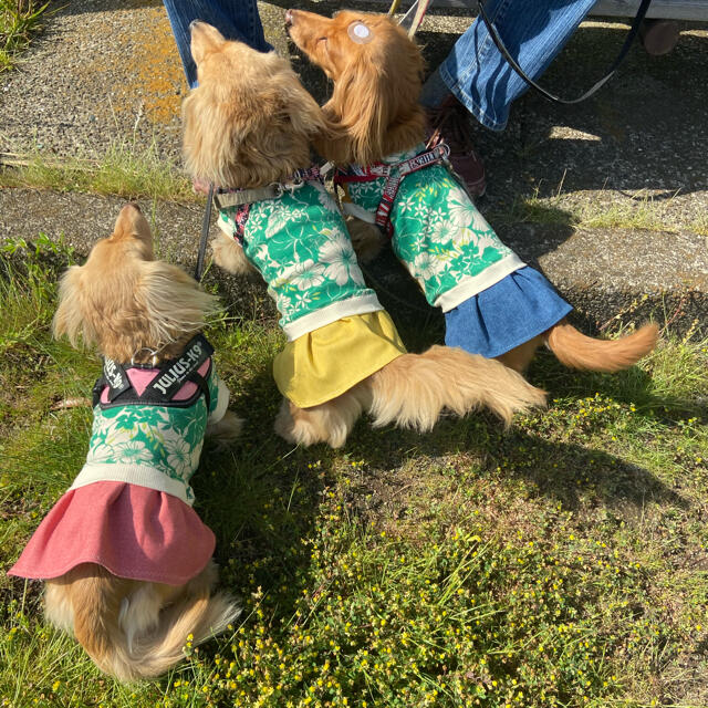 ヒロンポン様専用『グリーンハイビスカス・青スカート』　メルロコ　ダックス　犬服 ハンドメイドのペット(ペット服/アクセサリー)の商品写真