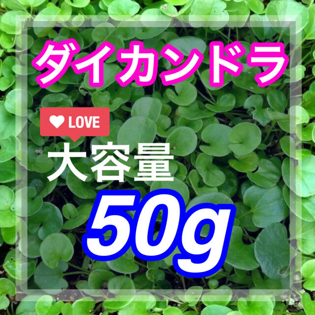 【まき時】ダイカンドラ ディコンドラ　50g種子。《3-4平米》芝生へ ハンドメイドのフラワー/ガーデン(その他)の商品写真