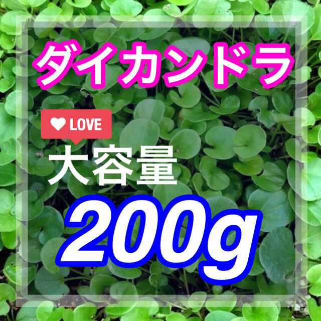 【まき時】ダイカンドラ ディコンドラ 200g種子。《14平米》芝生へ ハンドメイドのフラワー/ガーデン(その他)の商品写真