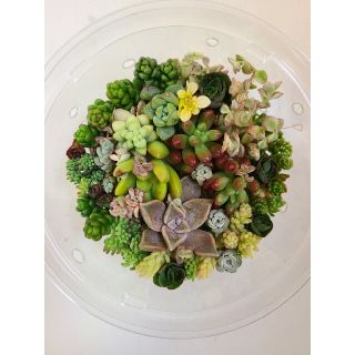 多肉植物セダムカット苗　寄せ植え用(その他)