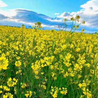 【最安値】菜の花 種 21g（大容量！6300粒以上！）(その他)