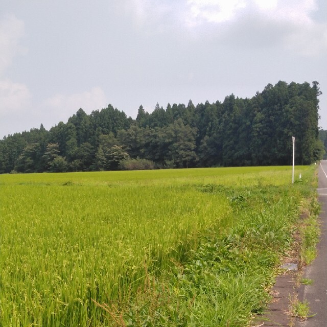 令和2年産栃木県特一等米コシヒカリ玄米30キロ無農薬にて、作ったお米です!! 1