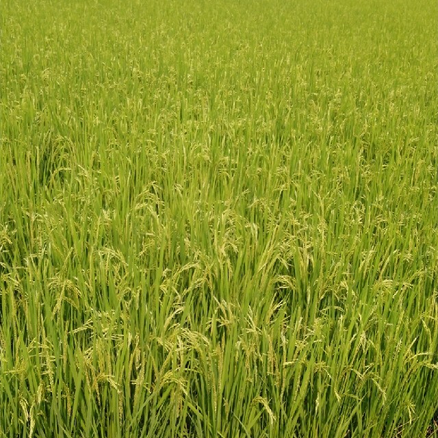 令和2年産栃木県特一等米コシヒカリ玄米30キロ無農薬にて、作ったお米です!! 2