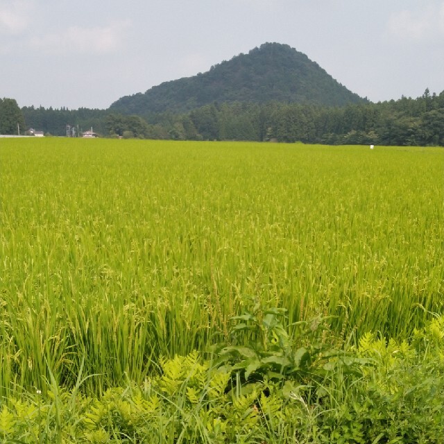 令和2年産栃木県特一等米コシヒカリ玄米30キロ無農薬にて、作ったお米です!! 3