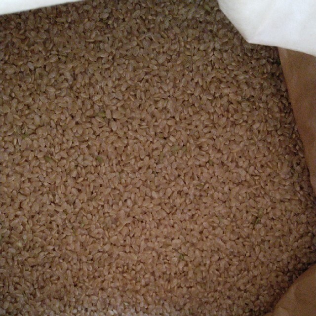 令和2年産栃木県特一等米コシヒカリ玄米30キロ無農薬にて、作ったお米です!! 5