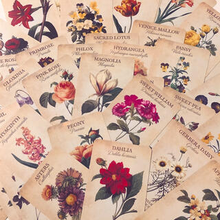 【アウトレット】植物や花々のスケッチが美しいオラクルカード(洋書)