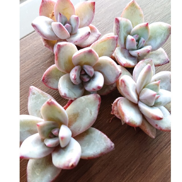多肉植物 韓国苗 カット苗 ✨激レア✨バトルエンジェルの通販 by