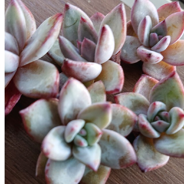多肉植物 韓国苗 カット苗 ✨激レア✨バトルエンジェルの通販 by