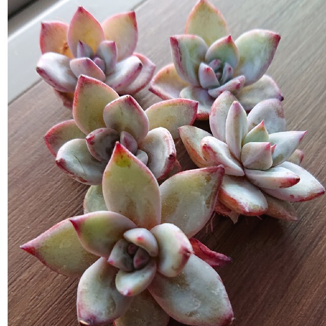 多肉植物 韓国苗 カット苗 ✨激レア✨バトルエンジェルの通販 by