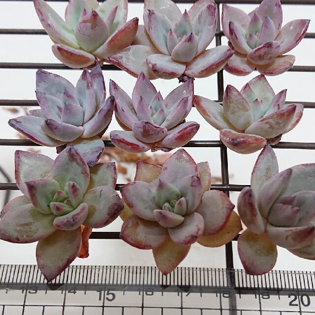 多肉植物 韓国苗 カット苗 ✨激レア✨バトルエンジェルの通販 by