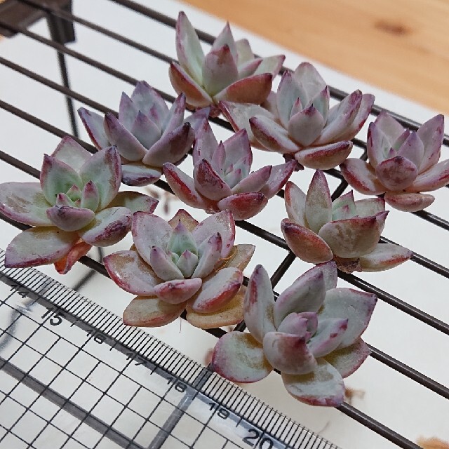 多肉植物 韓国苗 カット苗 ✨激レア✨バトルエンジェルの通販 by
