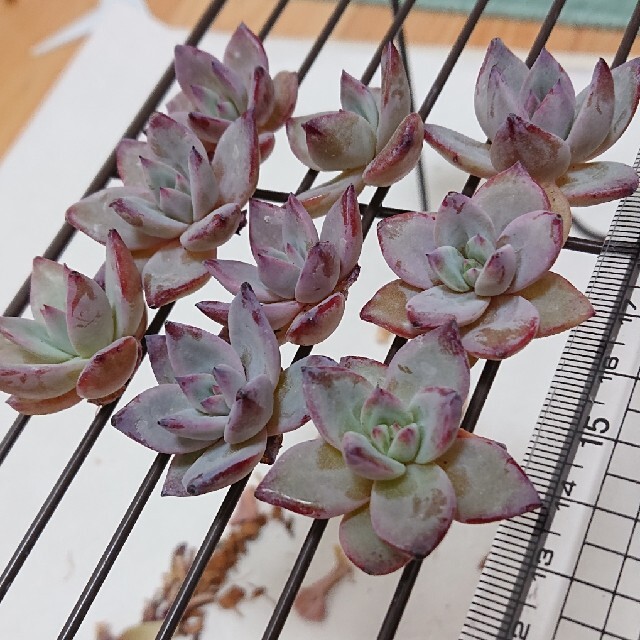多肉植物 韓国苗 カット苗 ✨激レア✨バトルエンジェルの通販 by