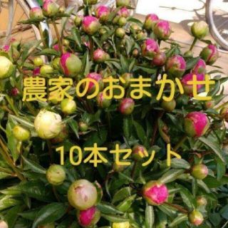 【芍薬】しゃくやく 農家のおまかせ 10本セット(その他)