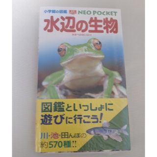 ショウガクカン(小学館)の水辺の生物　小学舘の図鑑　NEO POCKET(絵本/児童書)