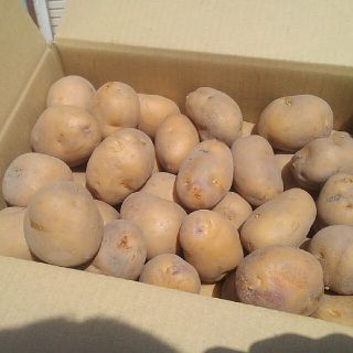 越冬品　小玉サイズインカのめざめ(野菜)