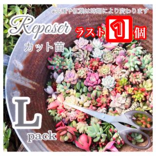 ルポゼ　多肉植物　春のおまかせパック　L(その他)