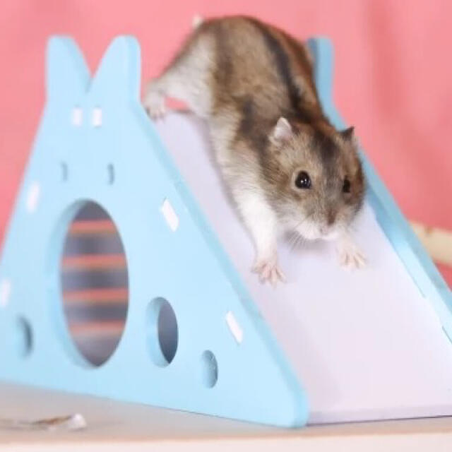 新品 ハムスター 滑り台 ハウス 小動物 ピンク かわいい おうち 家 小屋 小動物用おもちゃ ペット用品 ハムスター 滑り台 すべり台 家 ハウス 小屋 パステルカラー 青 ピンク 緑