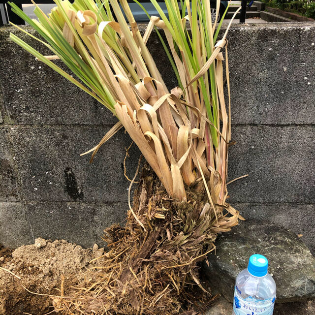 パンパスグラス 大株苗 ドライフラワー 観葉植物