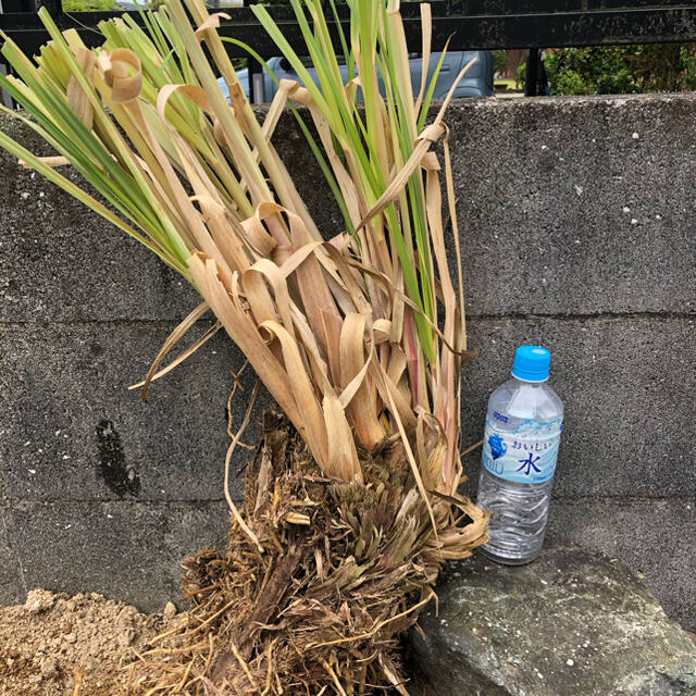 パンパスグラス 大株苗 ドライフラワー 観葉植物