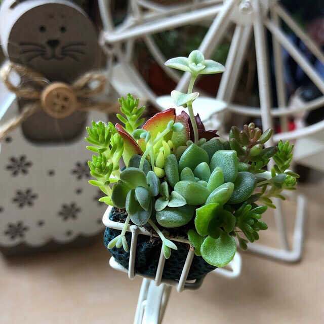 多肉植物❤︎寄せ植え❤︎自転車❤︎アイボリー♪????????