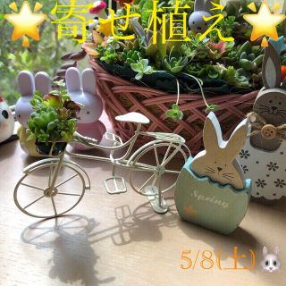 多肉植物❤︎寄せ植え❤︎自転車❤︎アイボリー♪🪴🪴(その他)